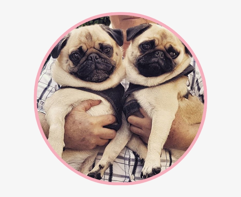 Pikeletthepug 4 - Portable Network Graphics, transparent png #1472266
