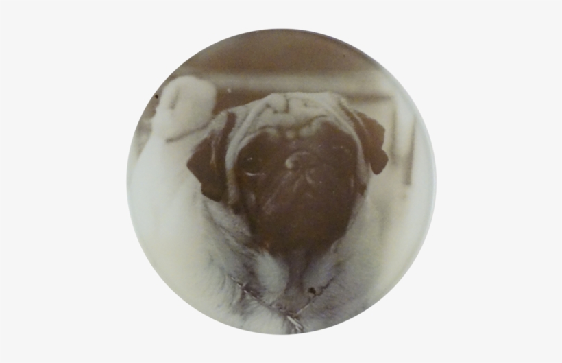 Peggy Pug Peggy Pug - Chocolate, transparent png #1472311