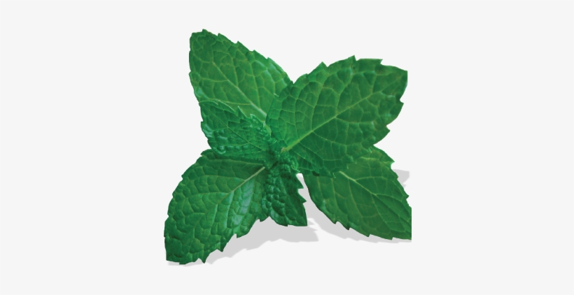 Mint Leaf Thai Cuisine - Vitis, transparent png #1475987
