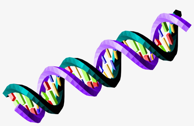Vector Library Stock Double Stranded Sequence Big Image - Ds Dna Strand Transparent, transparent png #1476219