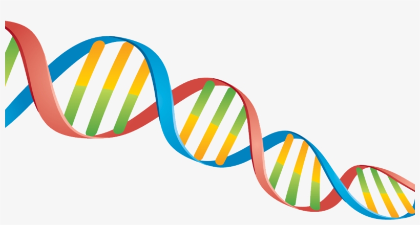 Dna Png, transparent png #1476401