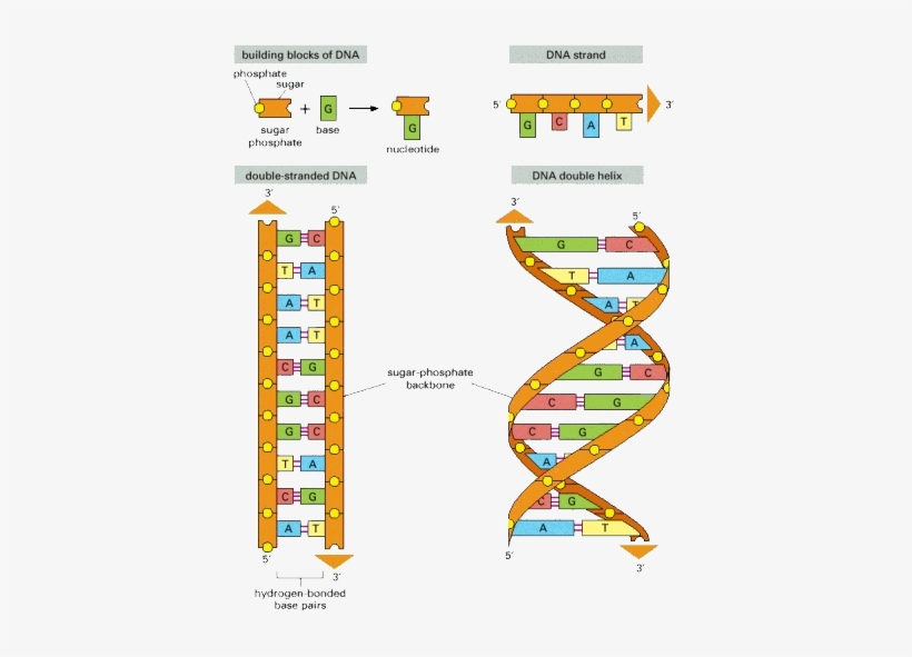 In Most Organisms, The Primary Genetic Material Is - Dna And Its Building Blocks, transparent png #1476491