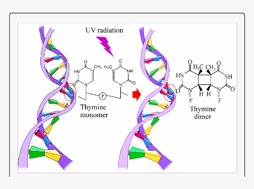 Uv B Induced Formation Of Cyaclobutane Thymine Dimer - Antiviral Strategies And Immune Nutrition By Dr Alex, transparent png #1476492