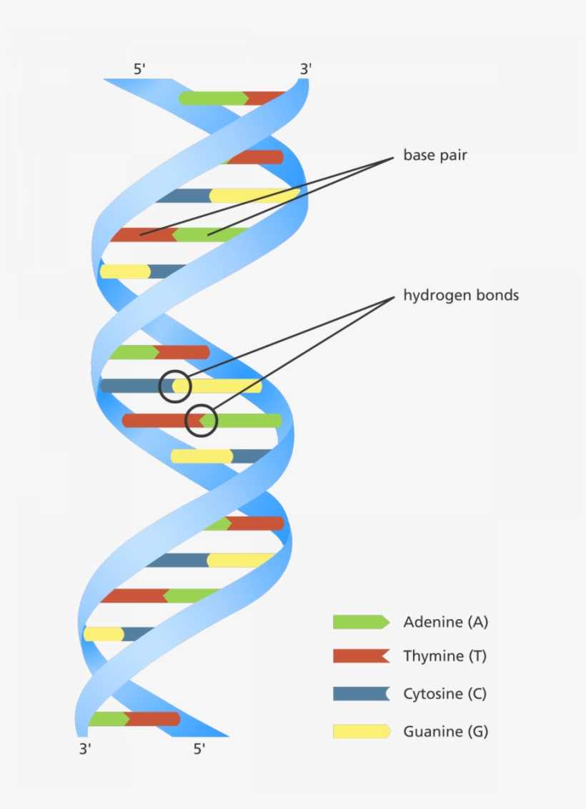 Download Human Dna Strand Clipart Dna Nucleic Acid - Colour Dna Double Helix, transparent png #1476515