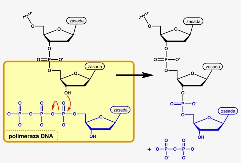 Dna Synthesis Pl - Biosintesis De La Desoxirribosa, transparent png #1476543