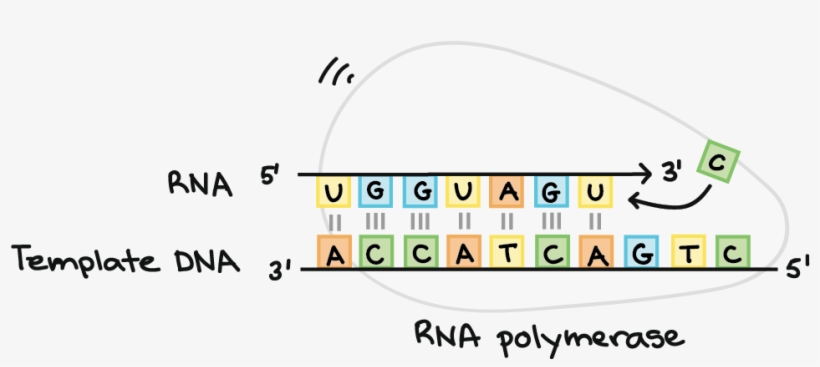 Rna Polymerase Synthesizes An Rna Strand Complementary - Rna, transparent png #1476671