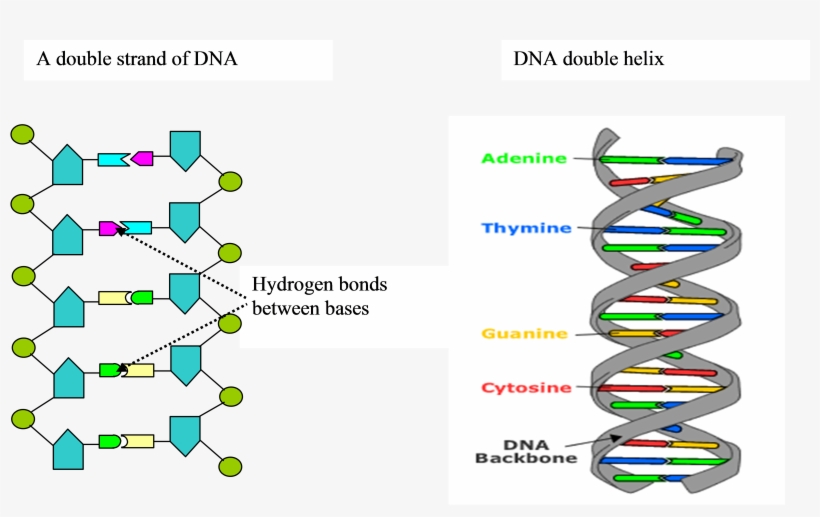 Formation Of The Dna Strand And Double Helix Conformation - Dna, transparent png #1476737
