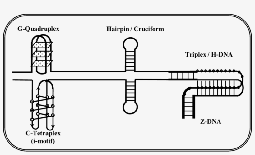 Possible Polymorphism Utilizing Same Double Strand - G Quadruplexes Double Stranded, transparent png #1476755