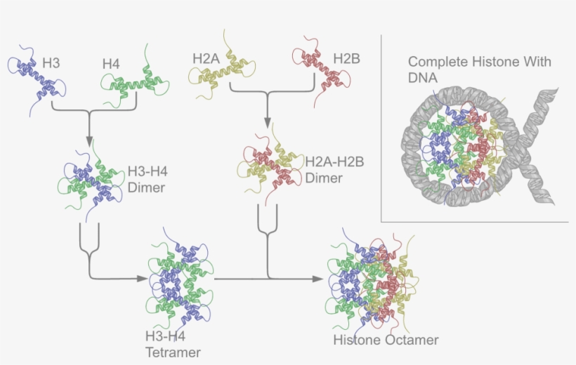 Nucleosome Structure, transparent png #1476843