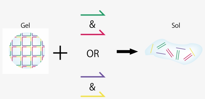 When Adding Only Dna Strand A Or Dna Strand B (stb), - Graphic Design, transparent png #1476863