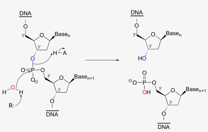 Dna Using 'molecular Scissor' Enzymes Called Restriction - Hydrolyzed Dna, transparent png #1476957