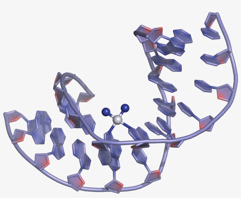 Cisplatin Dna Binding - Cisplatin Interaction With Dna, transparent png #1476979