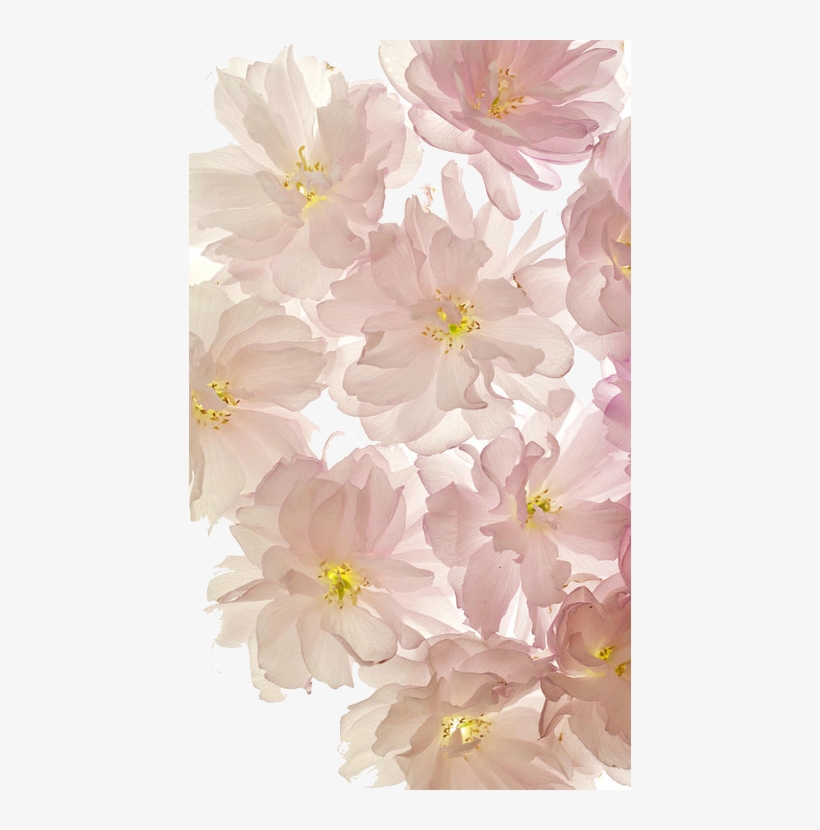 T Ransparenc Y - Flower Phone Background, transparent png #1477008