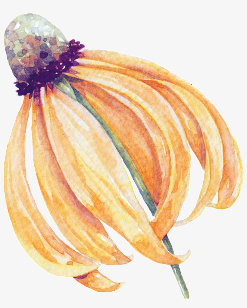 Withered Flower Cartoon Transparent - Flor Marchitada Png, transparent png #1477708
