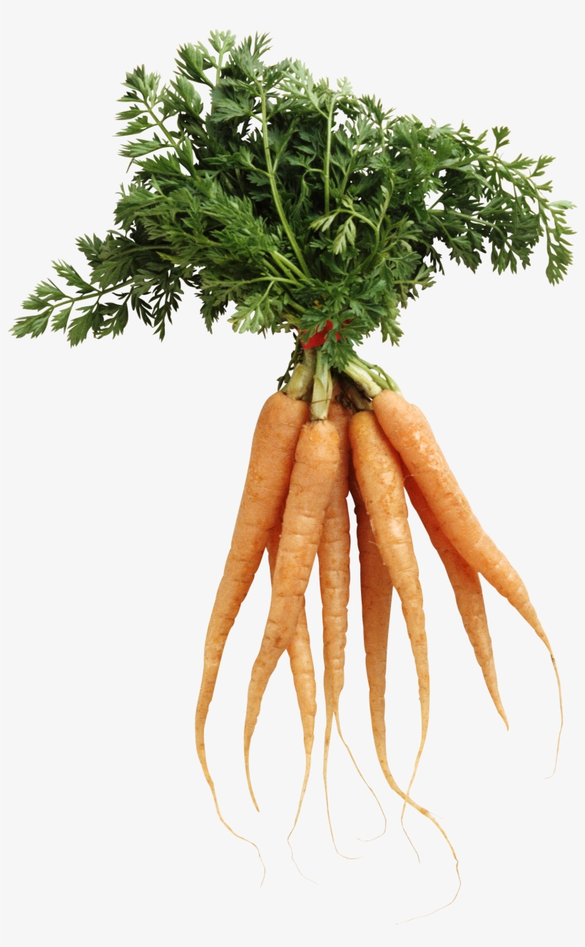 Carrot Png Image - Nutrition And Health By Gerald Wiseman, transparent png #1478398