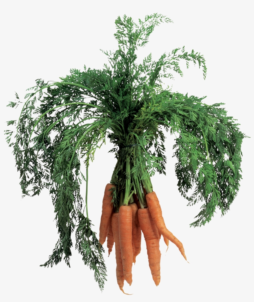Carrot Png Image - Baby Carrot, transparent png #1478478