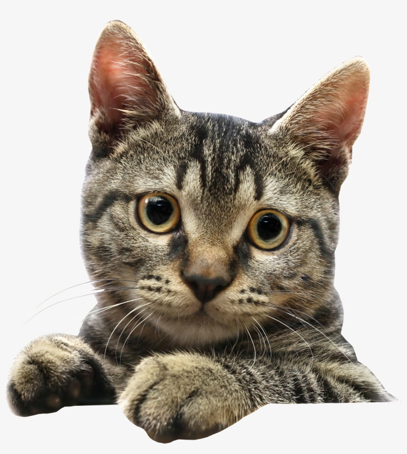Кошка Пнг, transparent png #1479433