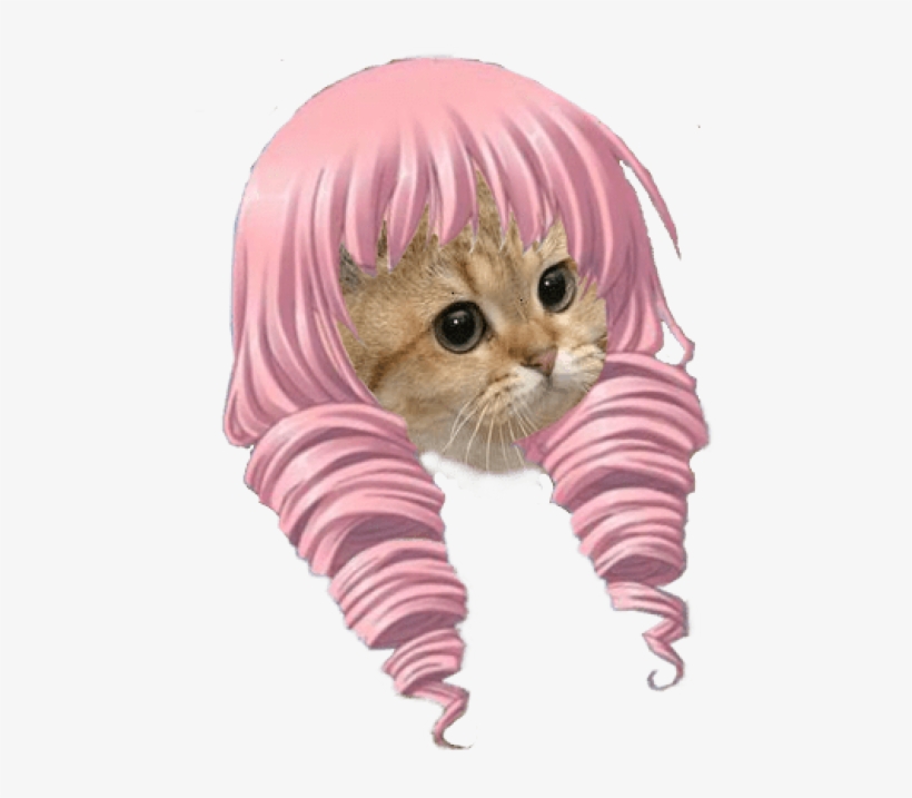 Kitten Cat Whiskers Cat Pink Whiskers Mammal Small - Stare Cat, transparent png #1479573
