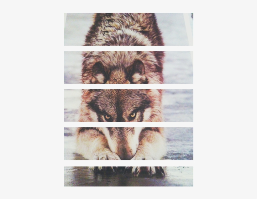 Cute Wolf Indie Soft Grunge - Soft Grunge, transparent png #1480672