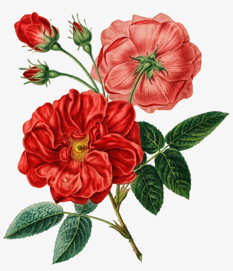 Royalty Free Download Garden Red Rose Vintage Botanical - Botanical Flower, transparent png #1482702