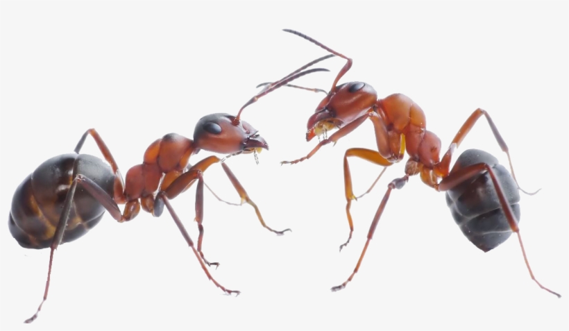 Ant Png Pic - Ants In Sydney Nsw, transparent png #1483297