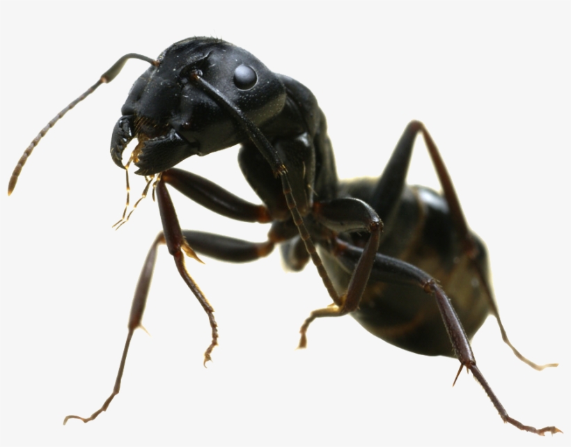 Ant Png Transparent Image - Black Garden Ant Red Ants Uk, transparent png #1483391