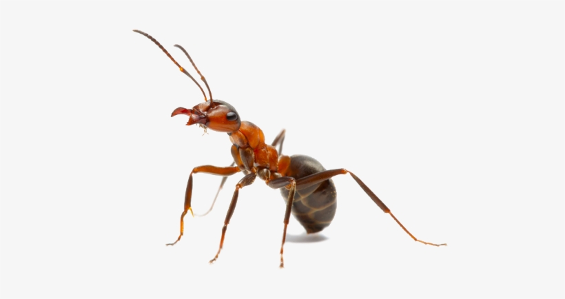 Ant Png Picture - Queen Ant With Crown, transparent png #1483491