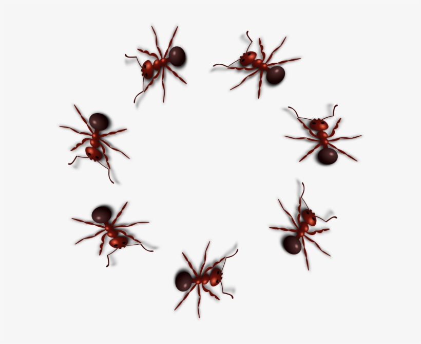 Ant Png Photo - Ant Png, transparent png #1483552
