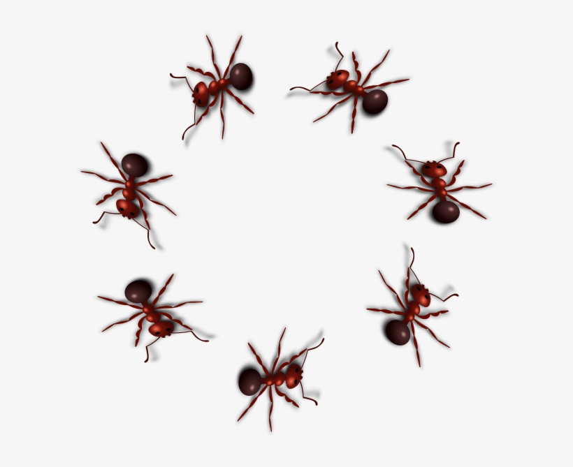 Ant Png Photo - Ant Png, transparent png #1483552