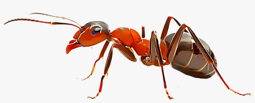 Fire Ants - Phonokart Stori Type-c Adapter Usb C Male To Usb 2.0, transparent png #1483690