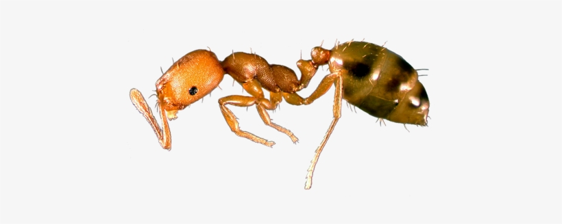 Pharaoh-ant - Pharaoh Ant, transparent png #1483761