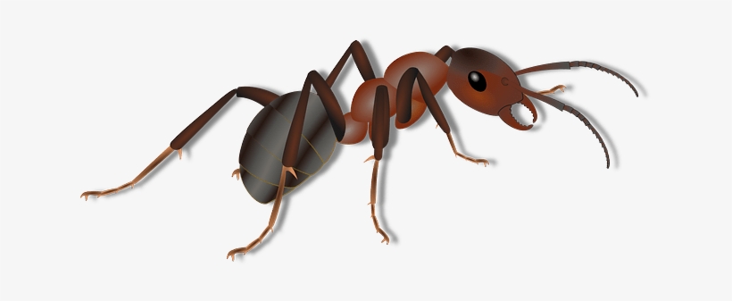Ant Clipart Png, transparent png #1483871