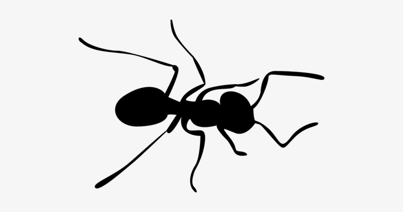 Ant Silhouette At Getdrawings Com Free For - Ant Clip Art Png, transparent png #1483898