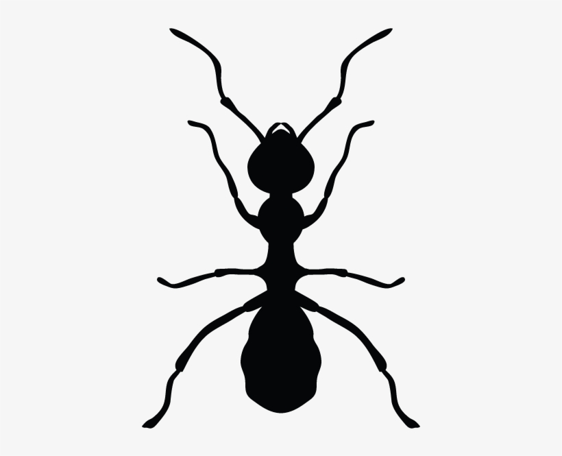 Ants In Minnesota Homes And Offices - Pest Control, transparent png #1484323