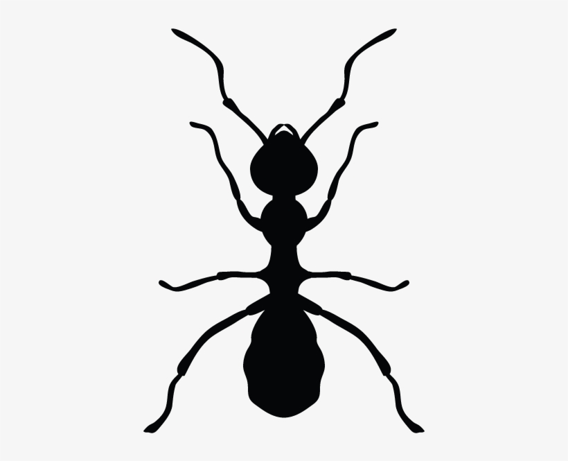 Ants In Minnesota Homes And Offices - Pest Control, transparent png #1484323