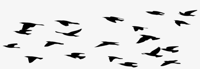 Ranch & Farm Tours In Texas - Flock, transparent png #1485558