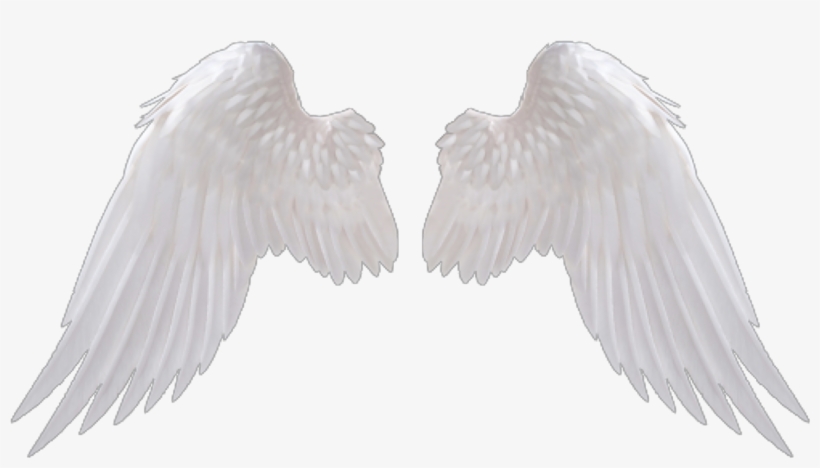 اجنحة Png, transparent png #1486484