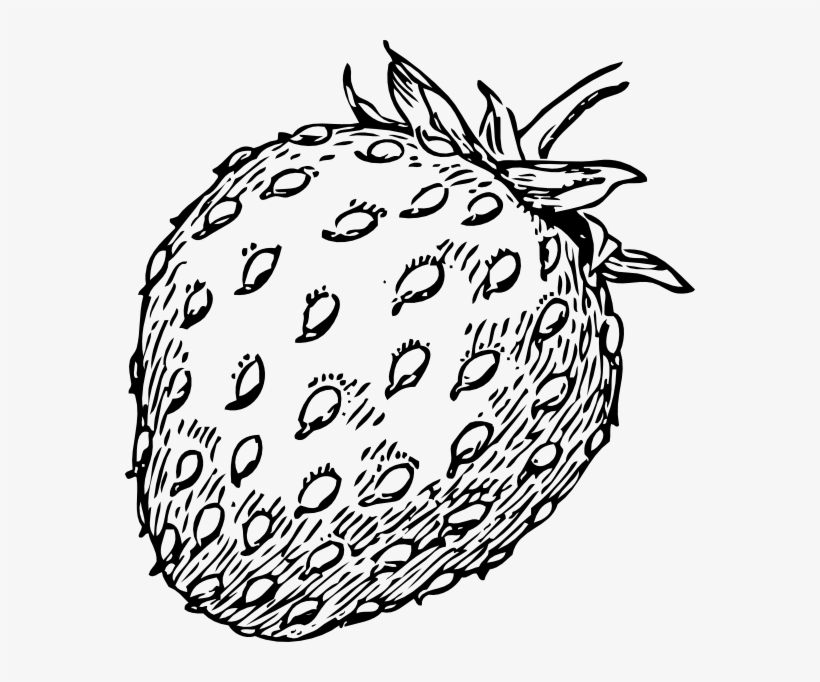 Strawberry Clipart Drawn - Strawberry Clip Art, transparent png #1487303