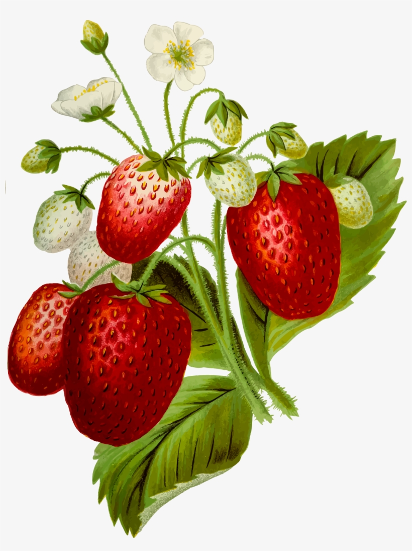This Free Icons Png Design Of Strawberries 2, transparent png #1487462
