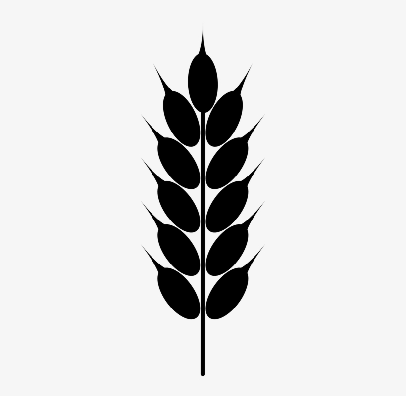 Grain Wheat Crop - Grain Clipart, transparent png #1488366