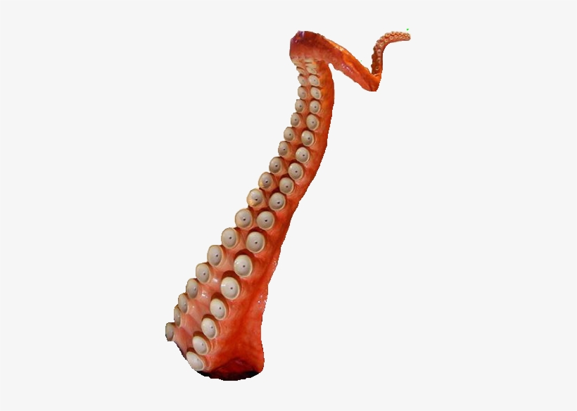Sarlacc Tentacle Medium - Octopus, transparent png #1488834