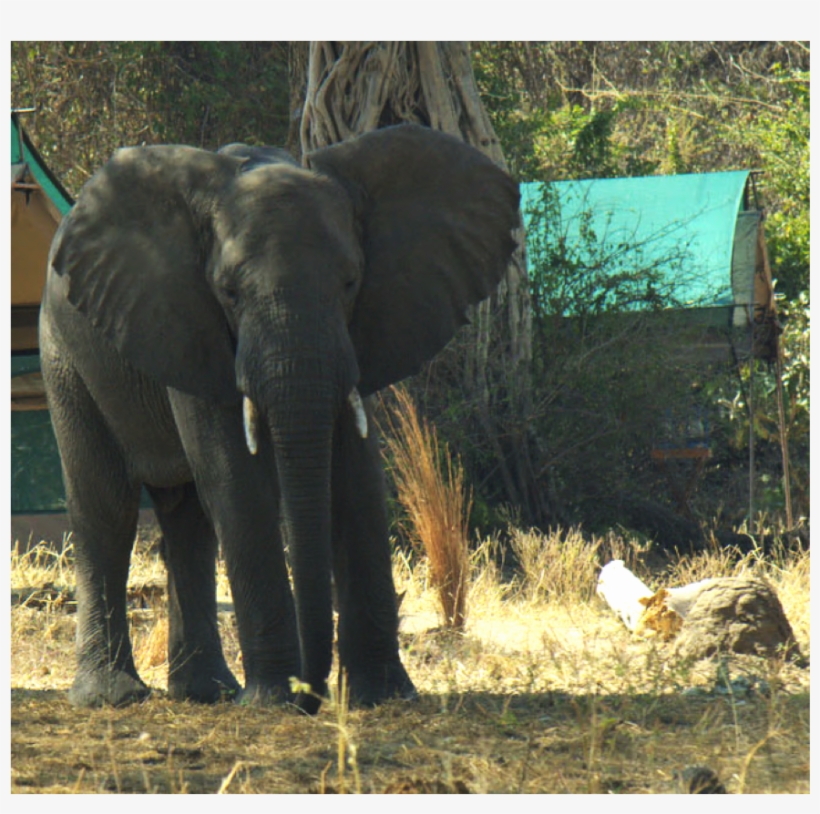 Elephant - Indian Elephant, transparent png #1489126