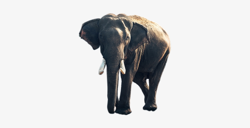 Elephant Animal Png - Autobiography Of Matthew Scott, Jumbo's Keeper ...:, transparent png #1489352