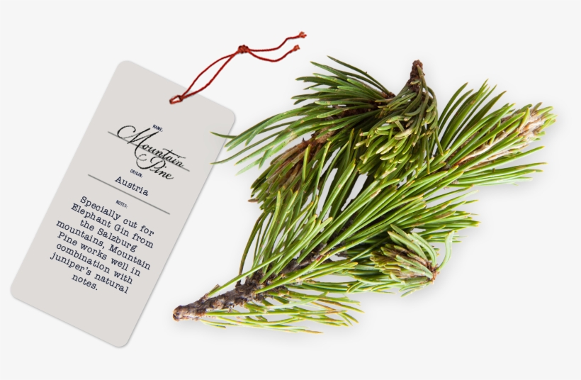 Buchu - Botanicals, transparent png #1489733