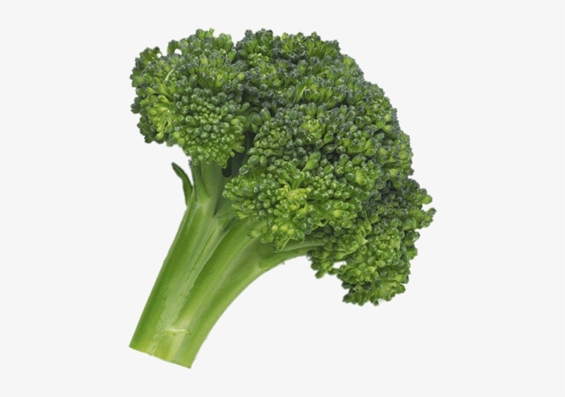 Broccoli Png Image - Fruit And Vegetables Broccoli, transparent png #1490228