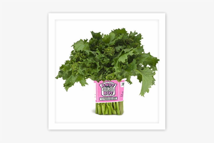 You Are Here - Rapini, transparent png #1490599