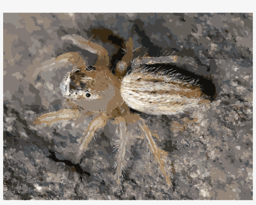 Download Free Spiders Clipart Spider Web Wildlife - Thiodina Candida, transparent png #1491134