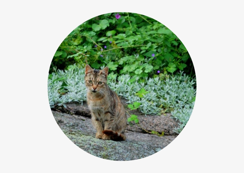 3053557 Shy Gray Cat In A Cliff - Cat, transparent png #1491877
