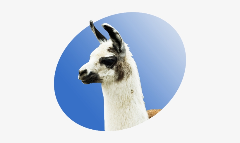 Llama P Icon - Nice Llama, transparent png #1491987