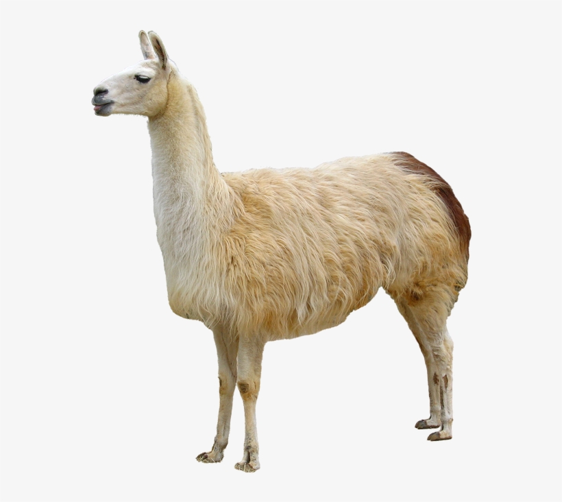 Llama Animales - Animal Dibujos De Llama, transparent png #1492061